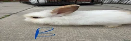 Lionhead rabbits for sale: Baby lionheads - Advert 2
