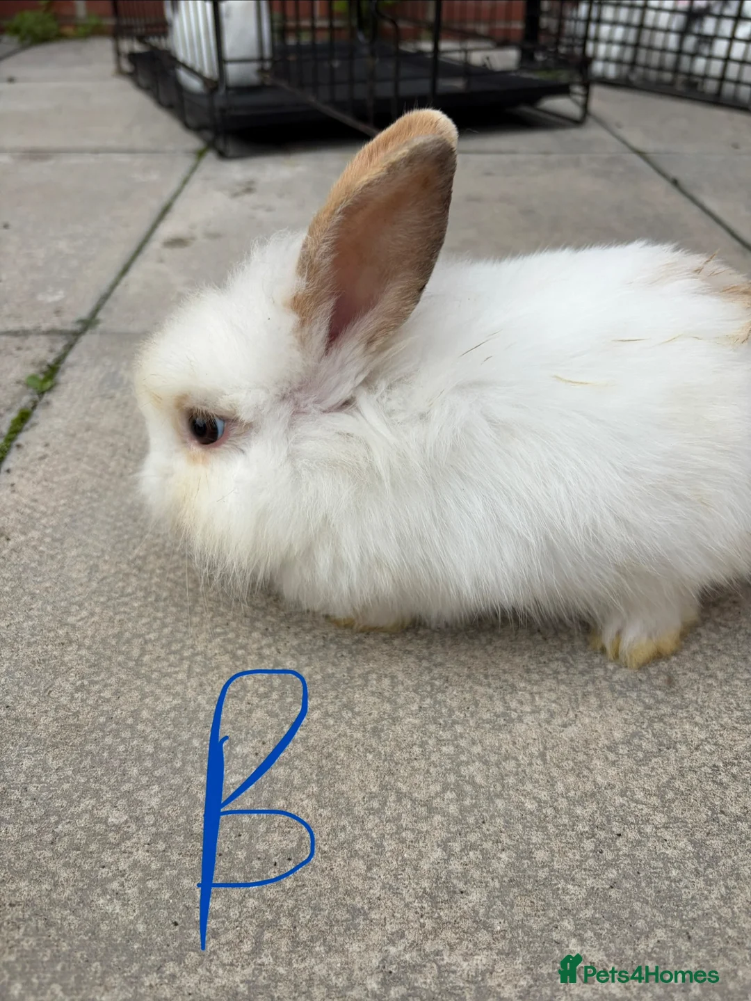 Lionhead rabbits for sale: Baby lionheads - Advert 2