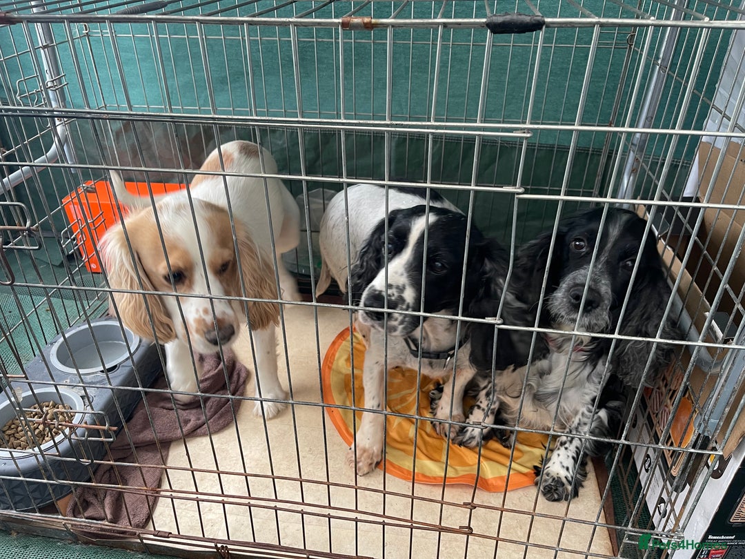 Cocker Spaniel dogs for sale: Male cocker spaniel 2years old  - Advert 10