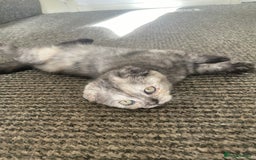 Scottish Fold cats for sale: Pedigree Scottish fold kittens for sale  - Image 2