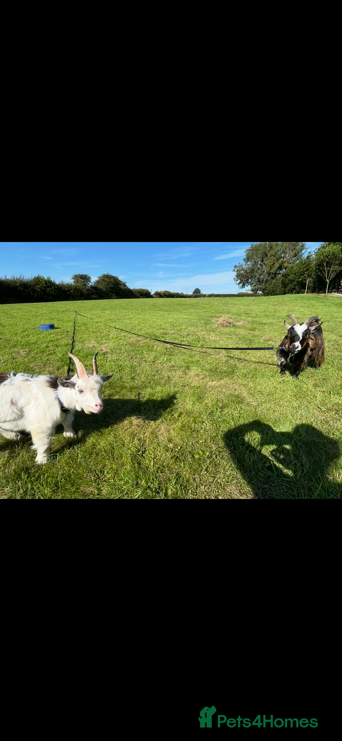 Goats livestock Two adorable castrated Pygmy goats  - Advert 2