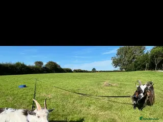 Goats livestock Two adorable castrated Pygmy goats - Advert 6