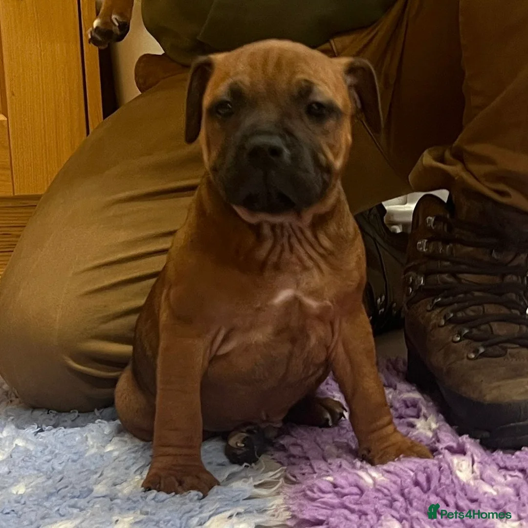 Staffordshire Bull Terrier dogs for sale: 7 Red Staffordshire Bull Terrier pups  - Advert 30