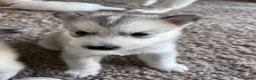 Utonagan dogs for sale: Malamute/Siberian Husky puppies in Swindon - Advert 7