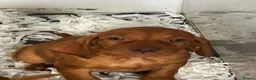 Hungarian Vizsla dogs for sale: Stunning chunky Hungarian vizsla puppies  - Advert 3