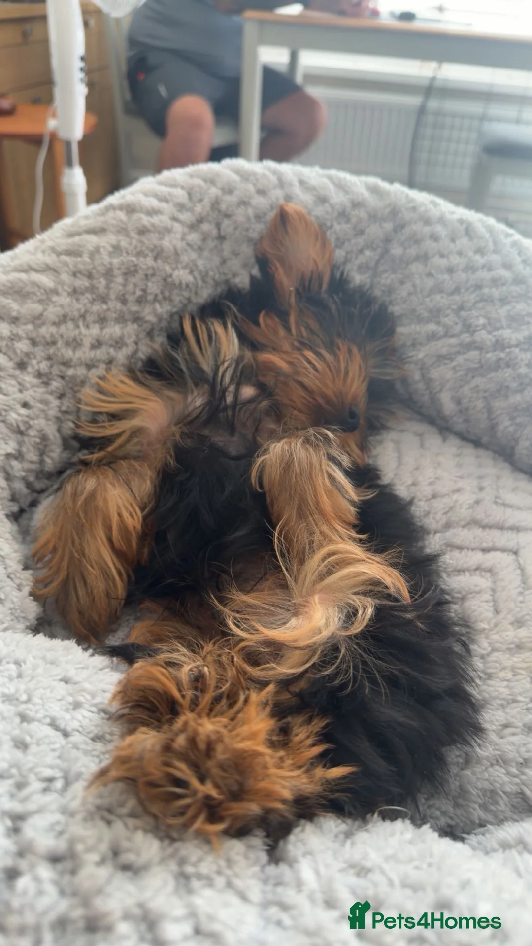 Yorkshire Terrier dogs for sale: Mr Youngman  in Ipswich - Advert 2