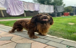 Cocker Spaniel dogs for stud: Sparkey, chocolate cocker spaniel  - Image 10