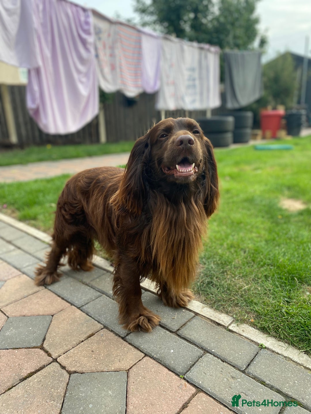 Cocker Spaniel dogs for stud: Sparkey, chocolate cocker spaniel  - Image 10
