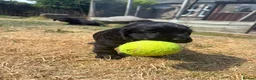 Cocker Spaniel dogs for sale: Cocker pups in Perth - Advert 4