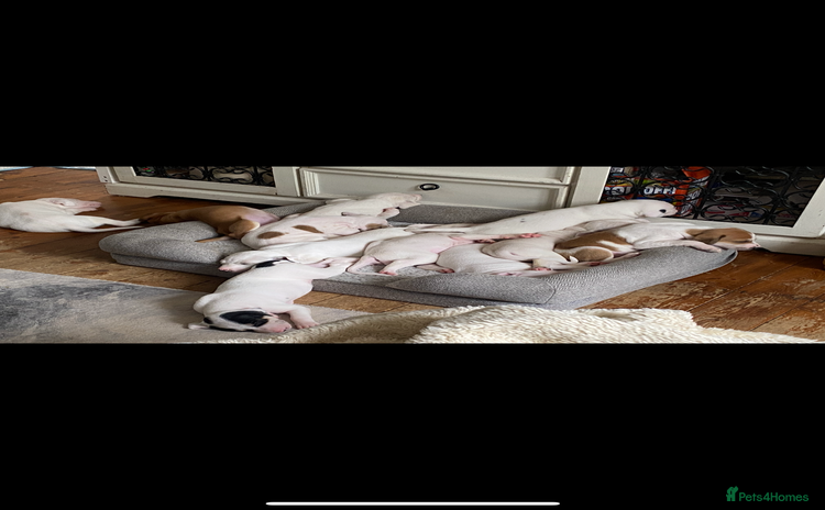 Mixed Breed dogs for sale - Advert 1