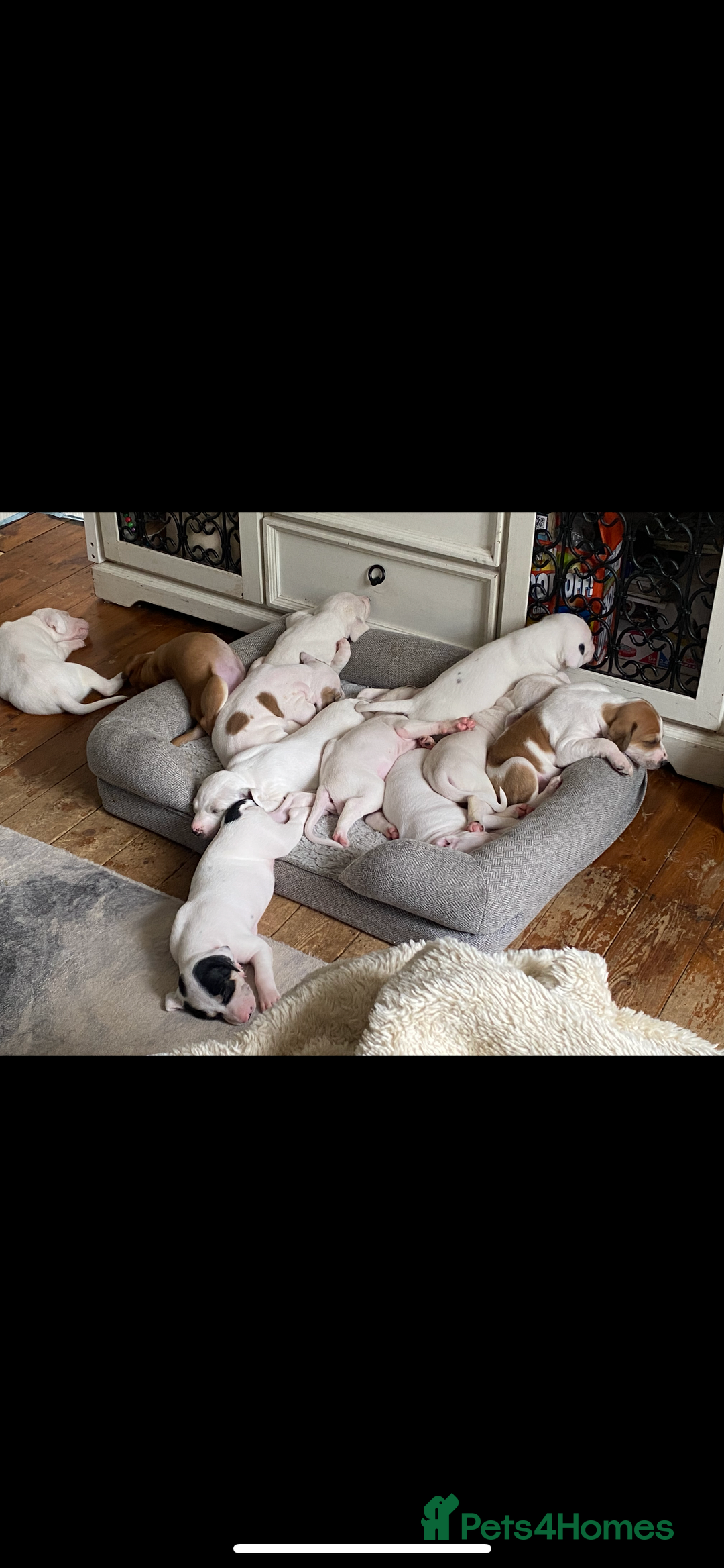 Mixed Breed dogs for sale: adorable Lurcher puppies - Image 1