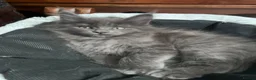 Maine Coon cats for sale: Beautiful Maincoons from registered parents - Advert 19