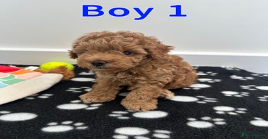 Toy Poodle dogs - Advert 9