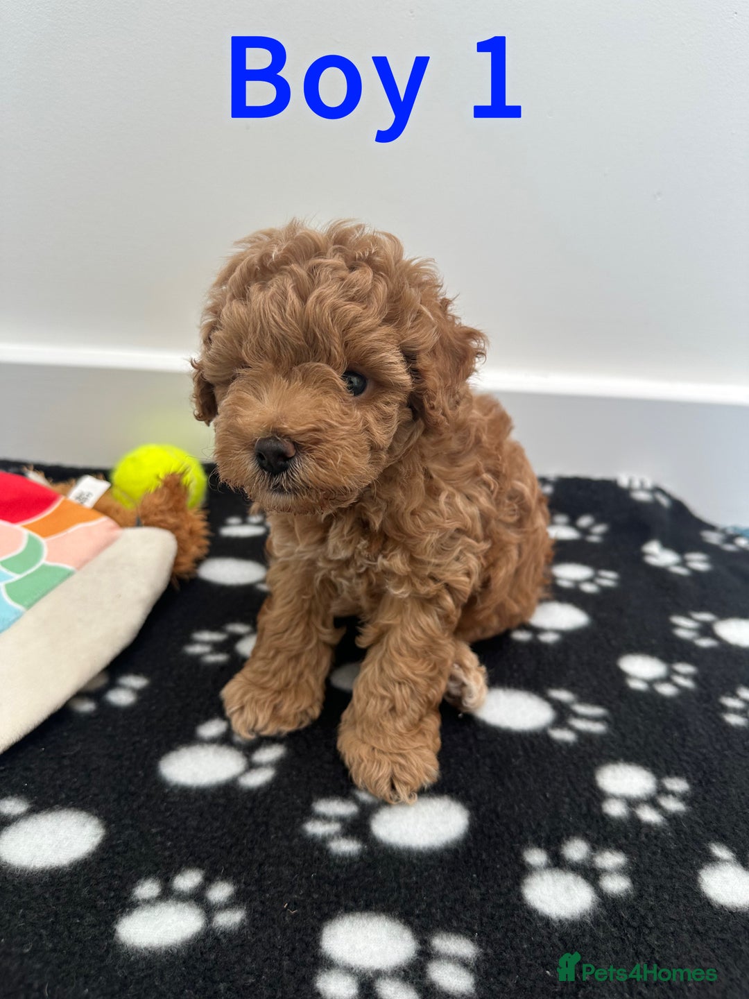 Toy Poodle dogs for sale: Adorable Playful Toy Poodles - 3 Boys Left - Image 3