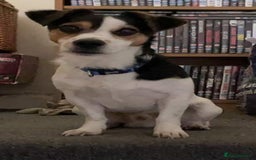 Jack Russell dogs for sale: Jack Russel puppies - Image 10