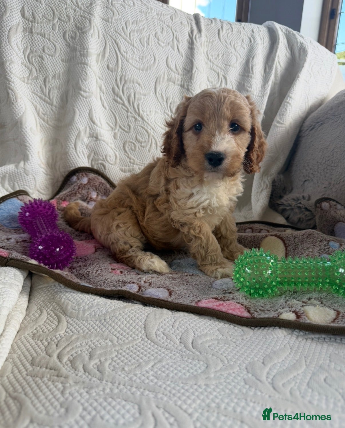 Cockapoo dogs Toy cockapoo - Advert 18