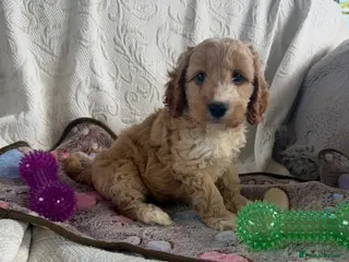 Cockapoo dogs Toy cockapoo - Advert 18