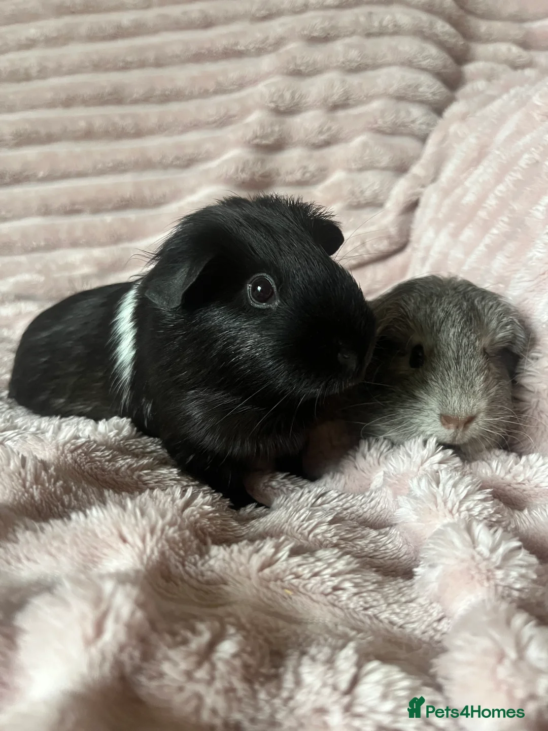 Guinea Pig rodents for sale: Mother and daughter guinea pigs in Southampton - Advert 3