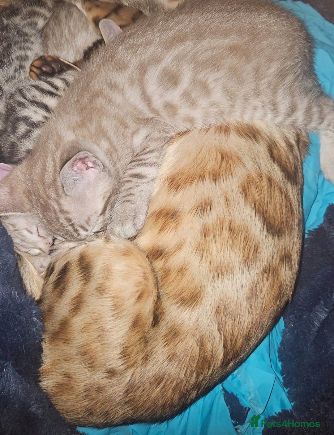 Bengal cats for sale: Snow bengal brown bengal rosseted kittens - Image 3