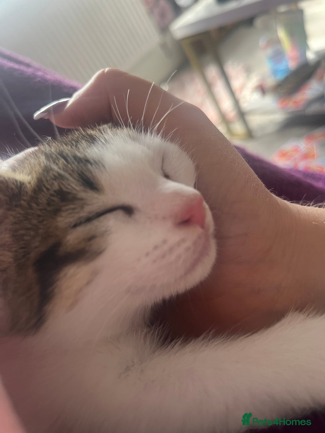 Mixed Breed cats for sale: Gorgeous 3month old kitten  - Image 4