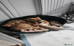 Whippet dogs for sale: Whippet puppies  - Image 11