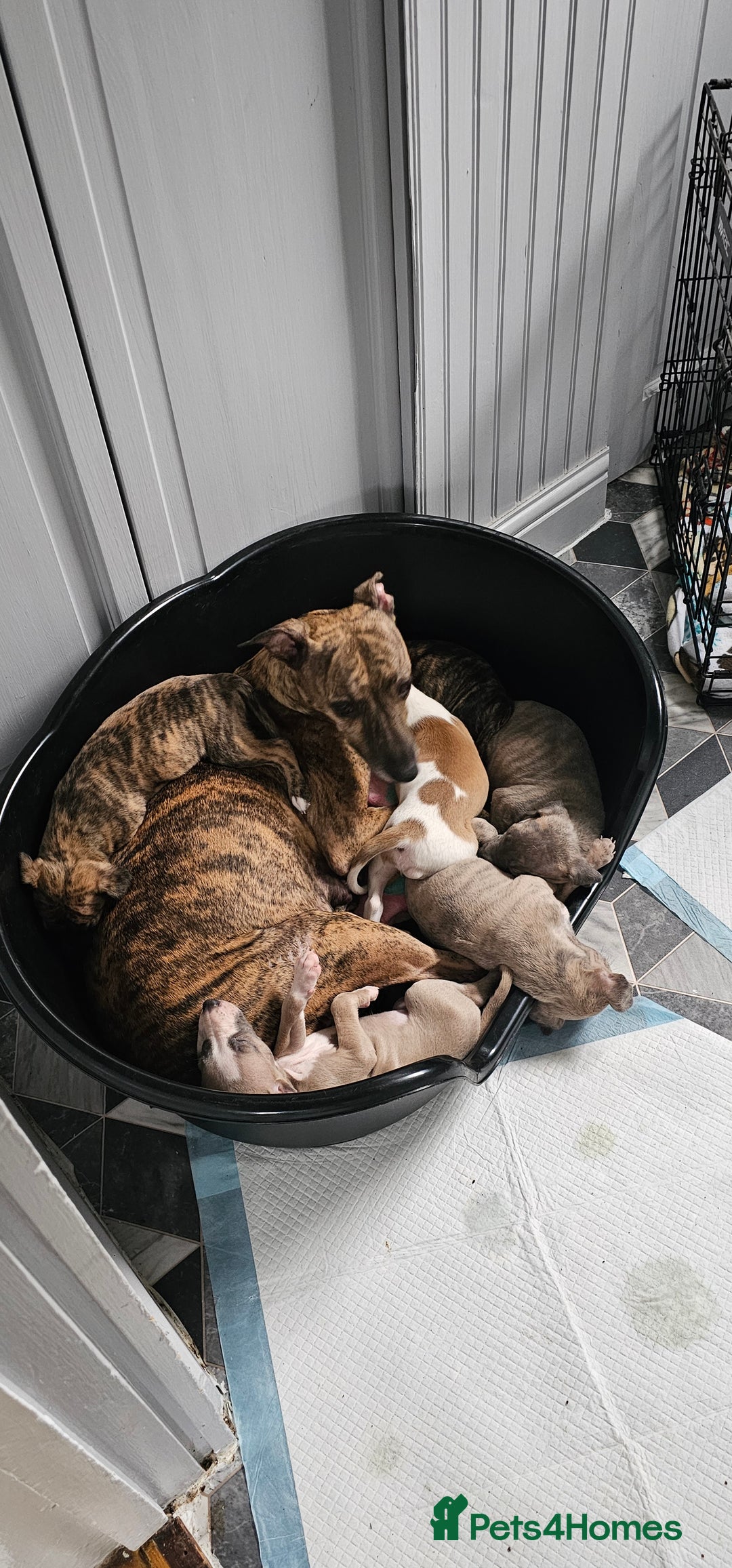 Whippet dogs for sale: Whippet puppies  - Image 11