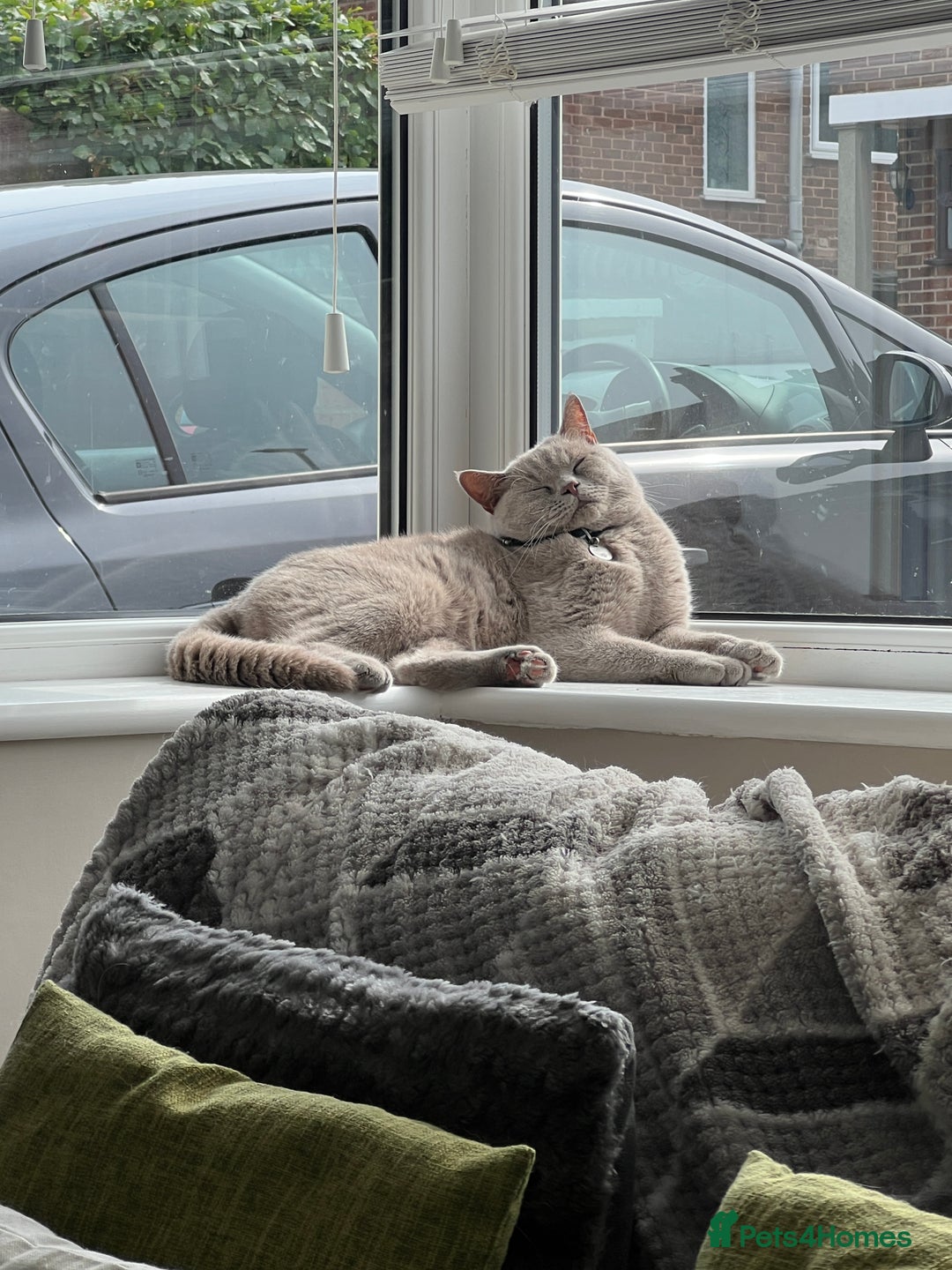 British Shorthair cats for sale: Lilac British shorthair MALE - Advert 5