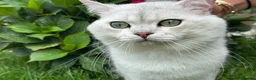 British Shorthair cats for stud: BSH stud - Advert 3