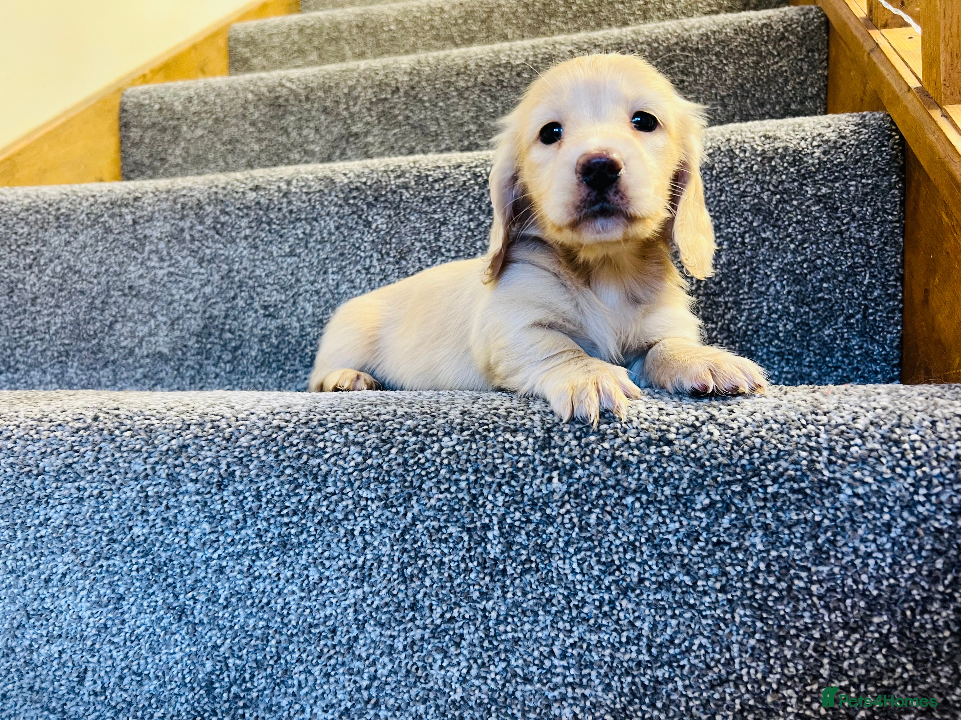Miniature Dachshund dogs Cream Long Hair Dachshund - Advert 3