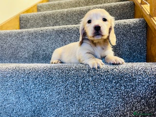 Miniature Dachshund dogs Cream Long Hair Dachshund - Advert 3