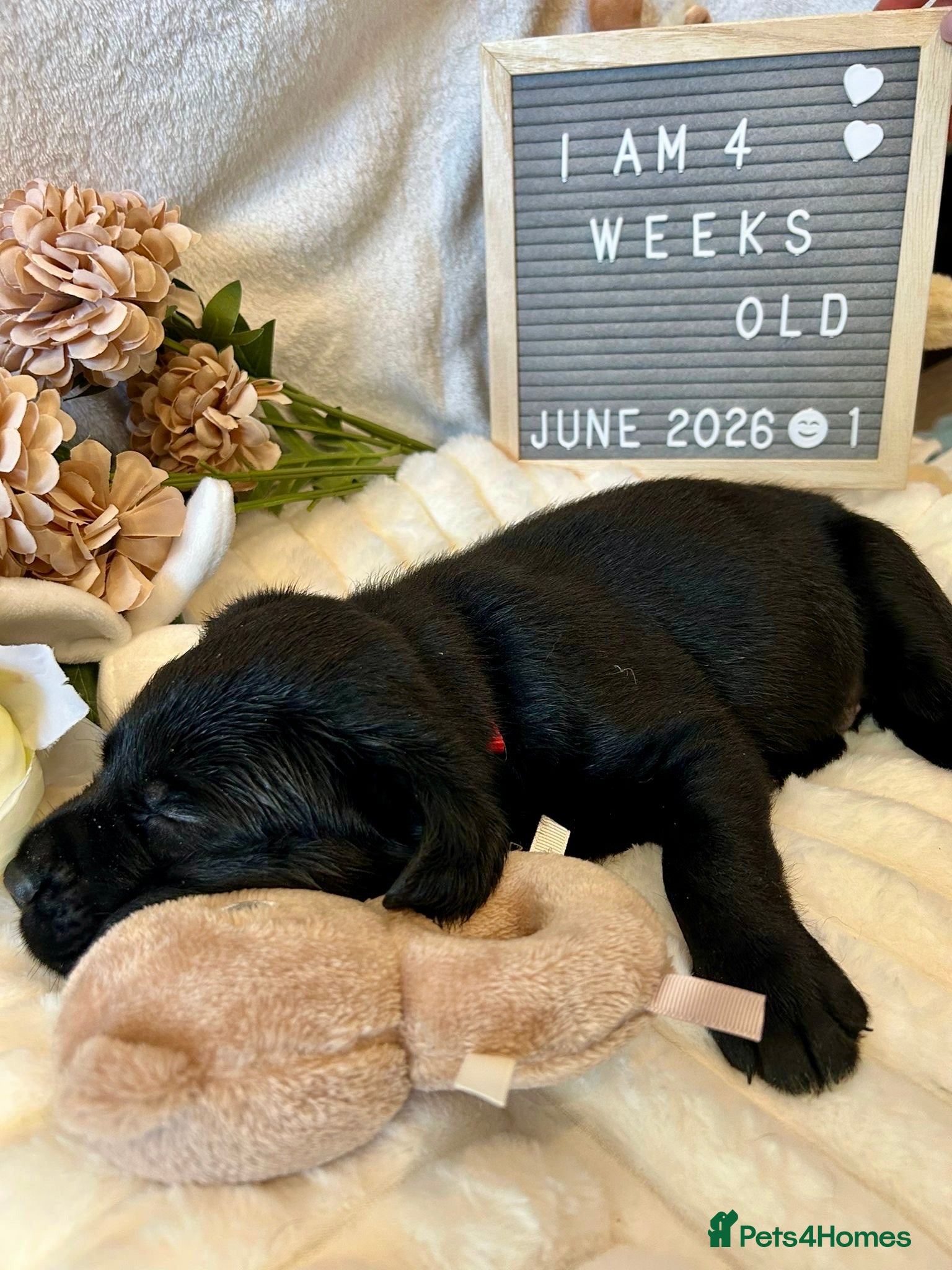Labrador Retriever dogs Gorgeous Black Labrador Puppies  - Advert 2