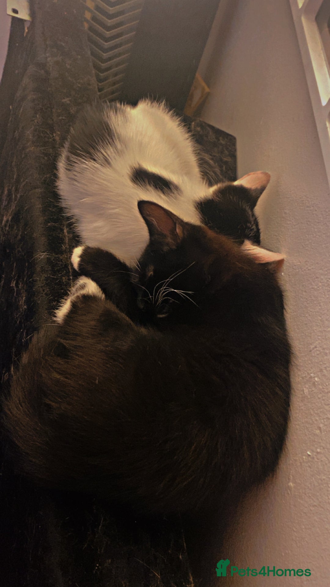 American Shorthair cats for sale: Kittens ready to leave  - Image 2