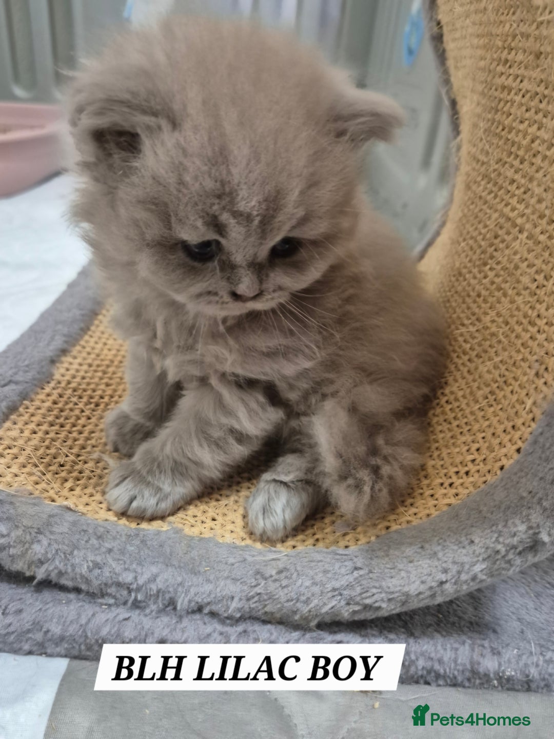 British Longhair cats for sale: Cute BLH LILAC BOY and BLH BLUE GIRL  - Advert 7