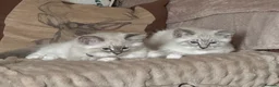 Ragdoll cats for sale: 3/4 RAGDOLL RE-ADVERTISED DUE TO TIME WASTERS - Advert 35