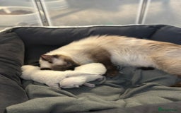 Ragdoll cats for sale: Ragdoll kitten  - Image 5