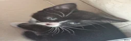 Mixed Breed cats for sale: Adorable Black & White Kittens for Sale 🐾 - Advert 16