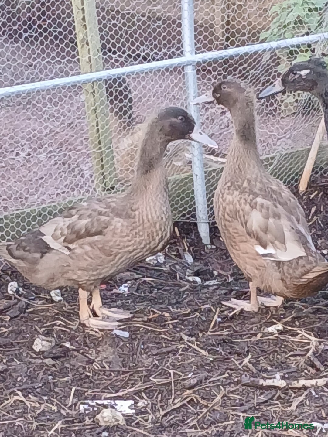 Ducks poultry for sale: Kharki campbells - Advert 2