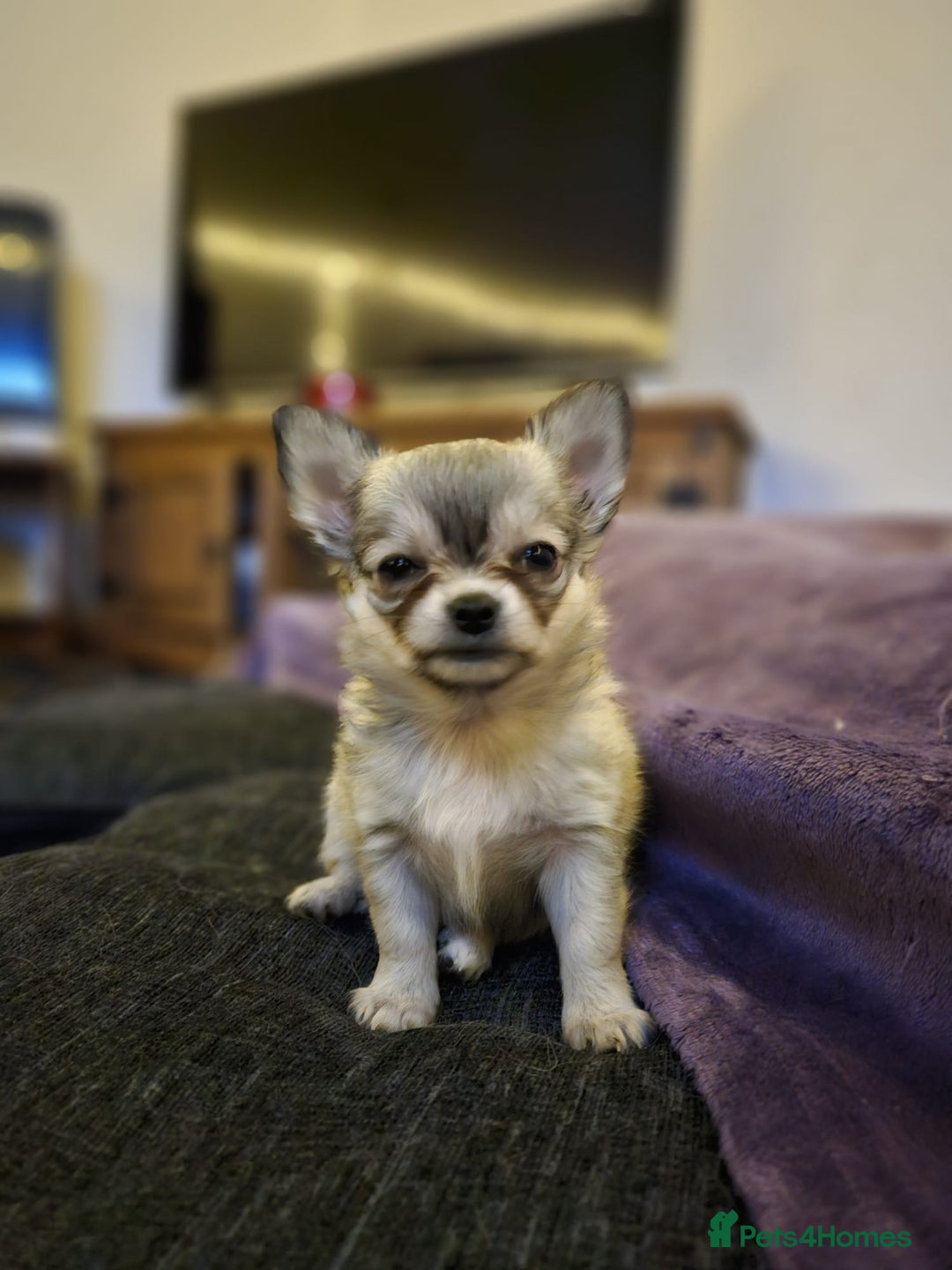 Chihuahua dogs for sale: Male Puppy Long haired Fawn and Sable Chihuahuas  - Advert 11