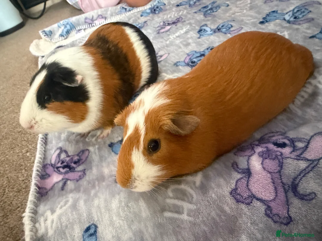 Guinea Pig rodents for sale: Male Guinea Pigs in Gravesend - Advert 2