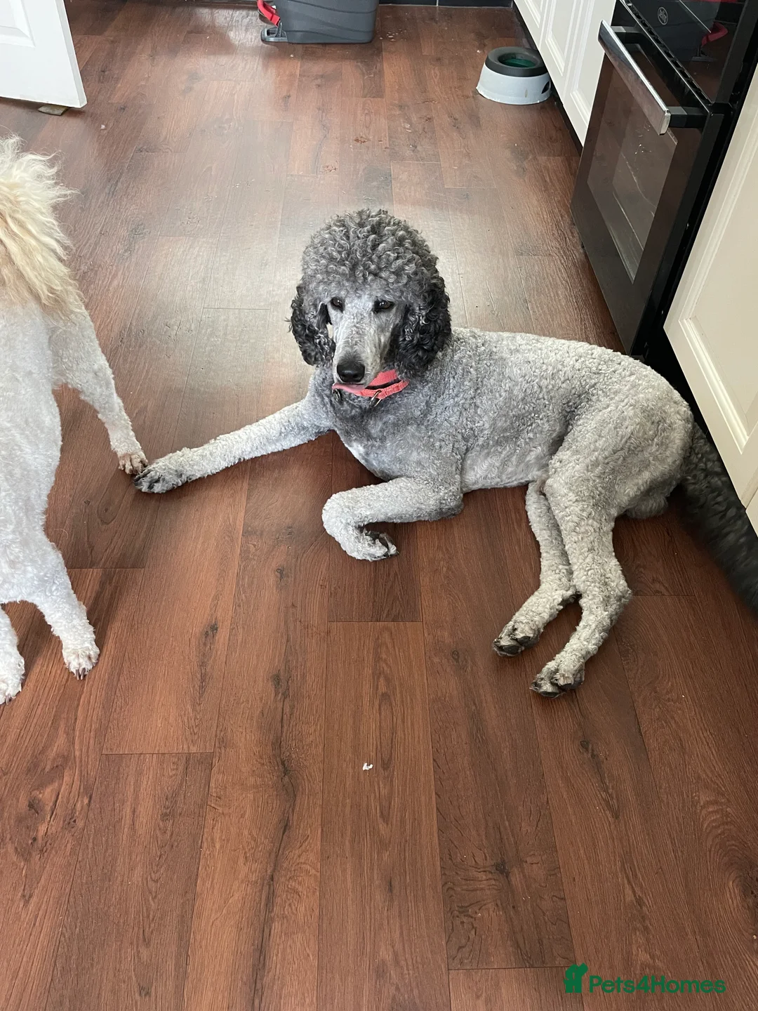 Standard Poodle dogs for stud: Silver standard poodle  in Wakefield - Advert 3