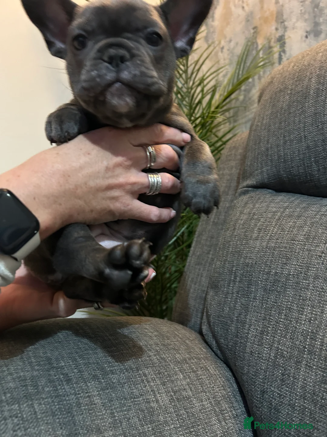 French Bulldog dogs for sale: Kc registered girl ready to go now - Advert 34