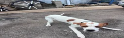 Pointer dogs for sale: ONE YEAR OLD ENGLISH  POINTER  - Advert 6