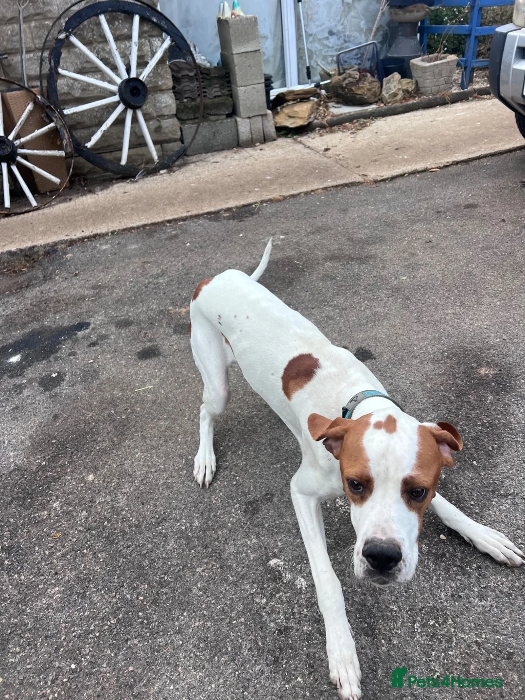 Pointer dogs for sale: ONE YEAR OLD ENGLISH  POINTER  - Advert 6