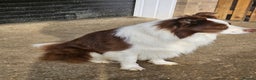Border Collie dogs for stud: Very handsome 6 Year Old Chocolate & White Collie in Peterborough - Advert 10