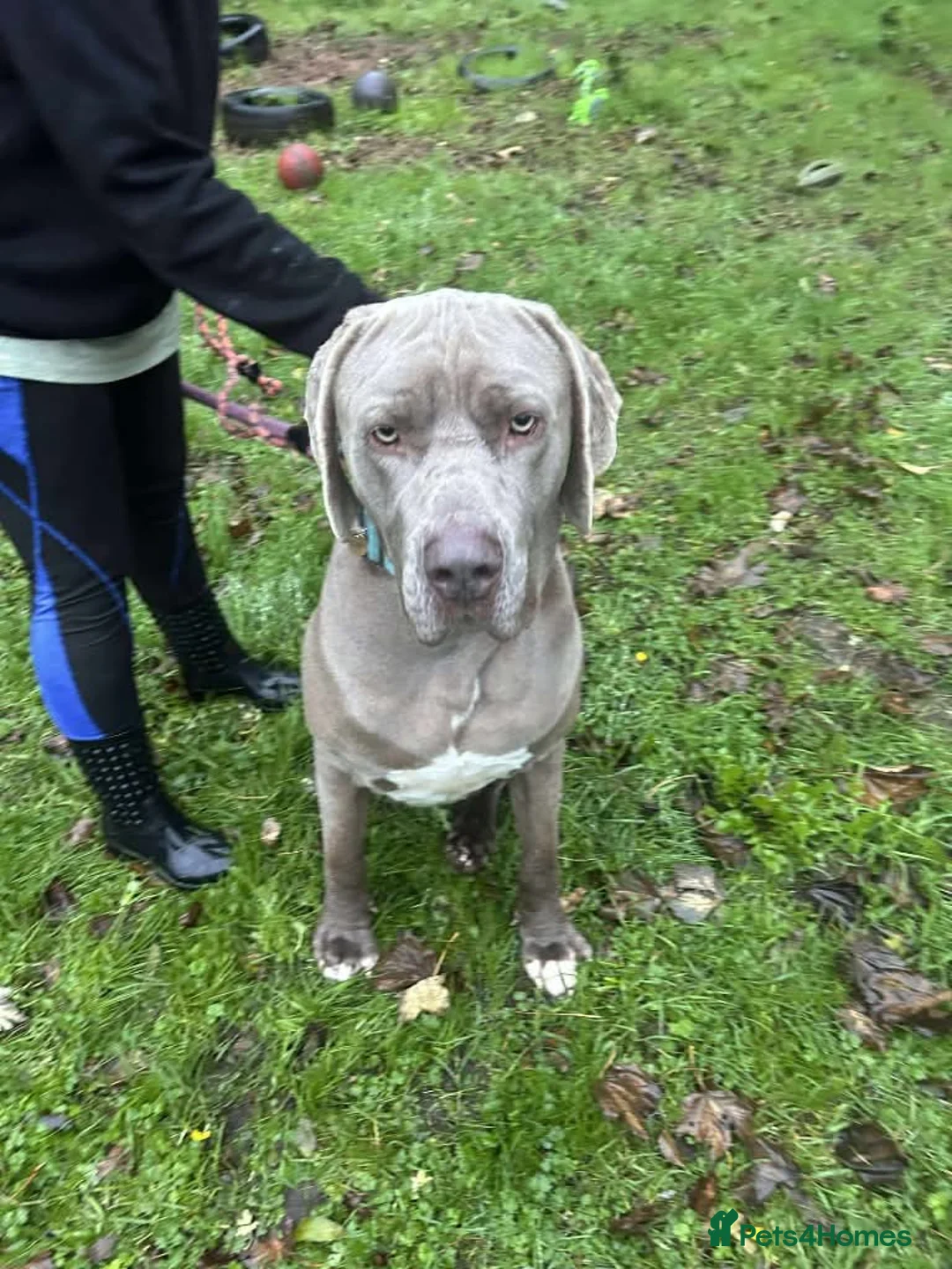 Weimaraner dogs for adoption: Meet Bruno, currently residing in Surrey - Advert 2
