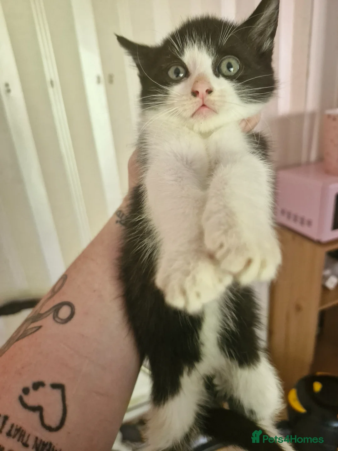Mixed Breed cats for sale: 2 kittens please read - Advert 1
