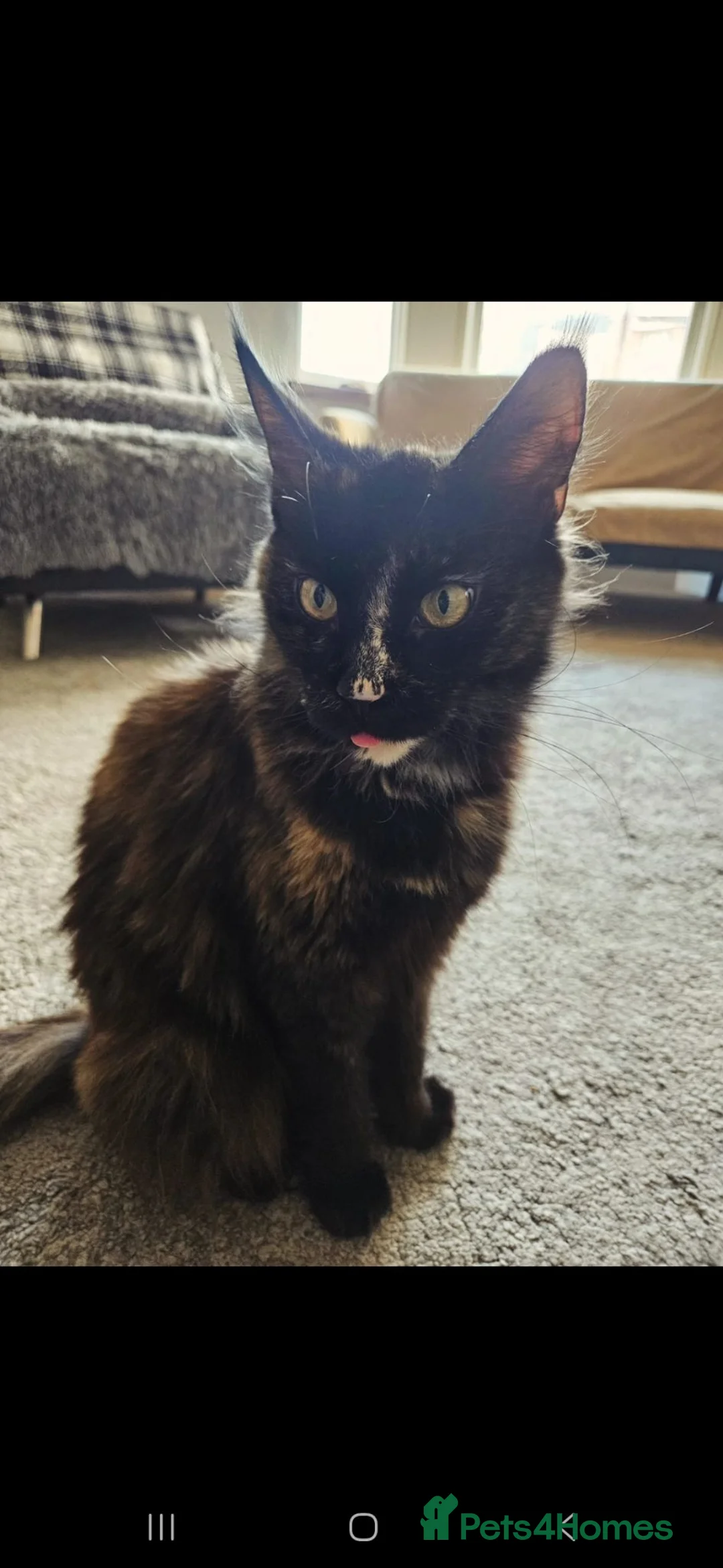 Maine Coon cats for sale: Stunning Pure breed Maincoon kittens - Advert 1