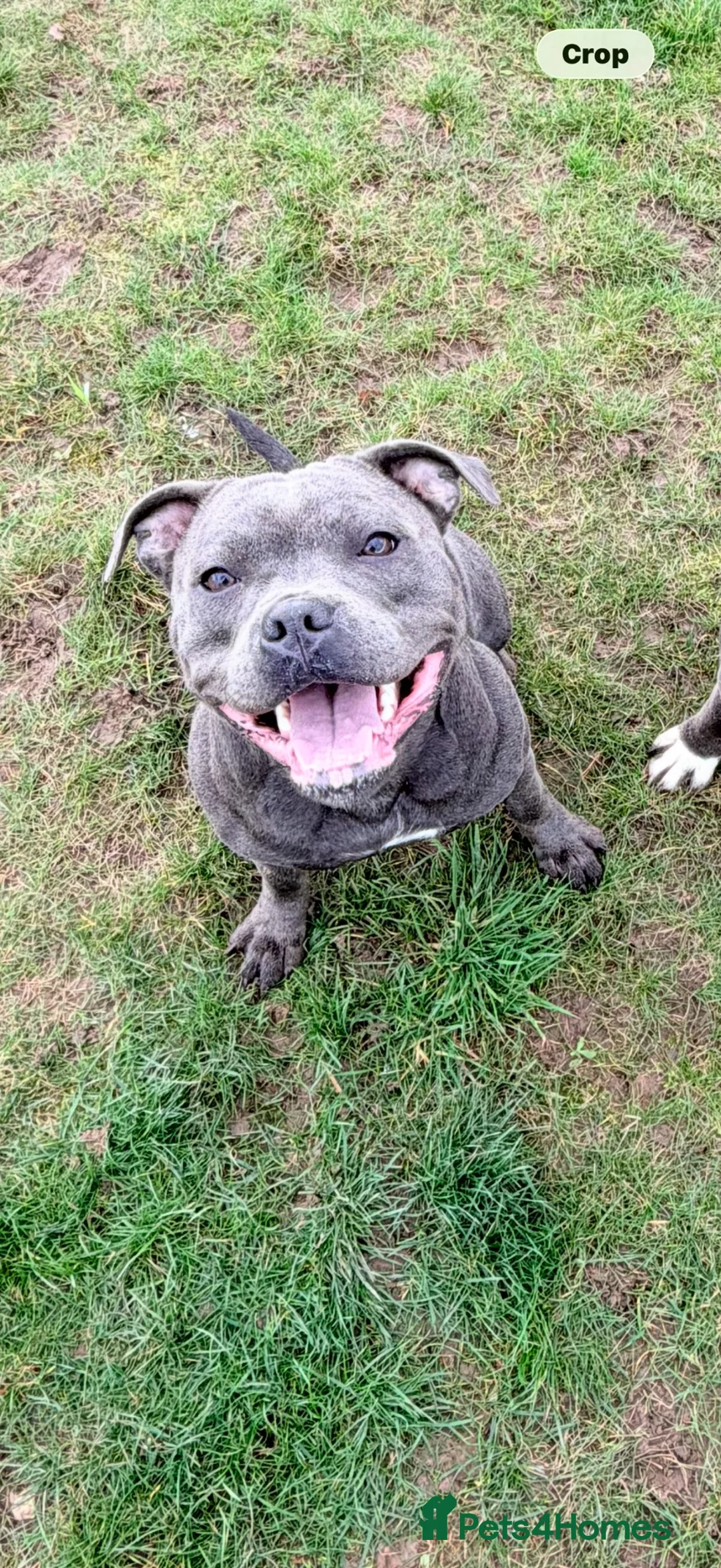 Staffordshire Bull Terrier dogs for sale: Blue Staffordshire female  - Advert 1