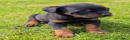 Rottweiler dogs for sale: Stunning Rottweiler puppies - Advert 9
