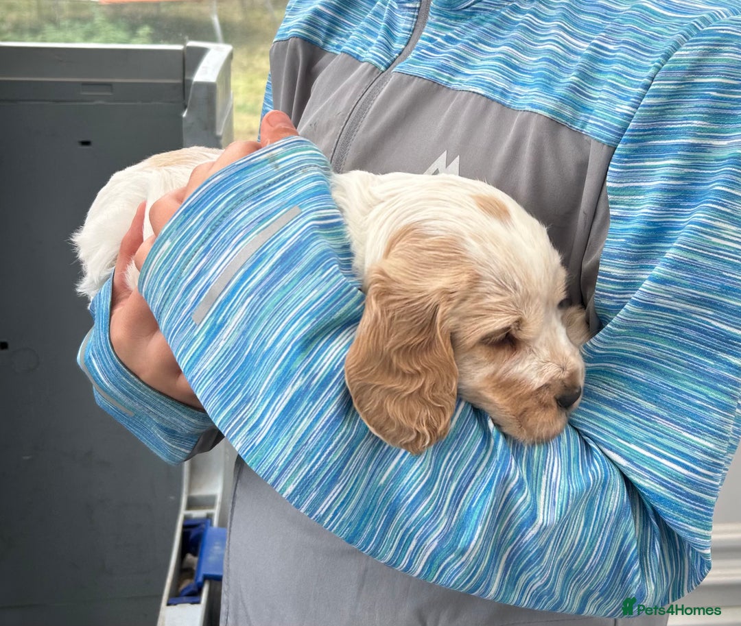 Cocker Spaniel dogs for sale: ⭐️⭐️TOP QUALITY  KC SHOW COCKER SPANIEL PUPS ⭐️⭐️ - Image 5